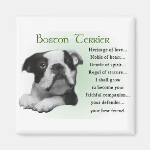 Boston Terrier Gifts Magneet