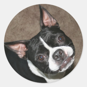 Boston Terrier: Helder gezicht Ronde Sticker