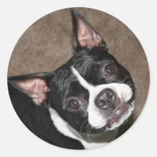Boston Terrier: Helder gezicht Ronde Sticker