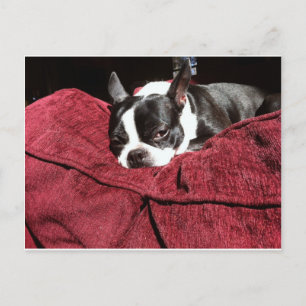 Boston Terrier Holly Briefkaart