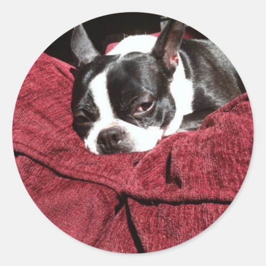 Boston Terrier Holly Ronde Sticker (Voorkant)