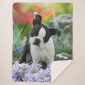 Boston Terrier Hond Leuke Puppy Dier Hoofd Foto -, Sherpa Deken (Voorkant)