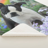 Boston Terrier Hond Leuke Puppy Dier Hoofd Foto -, Sherpa Deken (3/4)