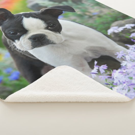 Boston Terrier Hond Leuke Puppy Dier Hoofd Foto -, Sherpa Deken (3/4)