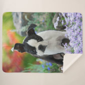 Boston Terrier Hond Leuke Puppy Dier Hoofd Foto -, Sherpa Deken (Voorkant (horizontaal))