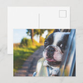 Boston Terrier Hond Steken Hoofd Uit Auto Raam Feestdagenkaart (Voorkant / Achterkant)
