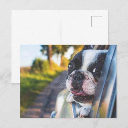Boston Terrier Hond Steken Hoofd Uit Auto Raam Feestdagenkaart (Voorkant / Achterkant)