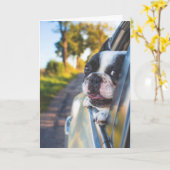 Boston Terrier Hond Steken Hoofd Uit Auto Raam Kaart (Gele Bloem)