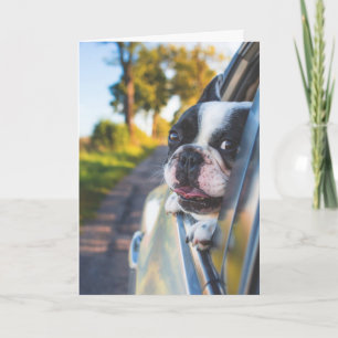 Boston Terrier Hond Steken Hoofd Uit Auto Raam Kaart