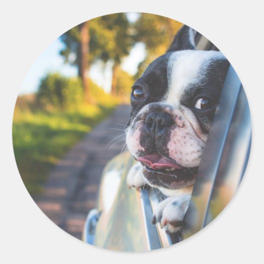 Boston Terrier Hond Steken Hoofd Uit Auto Raam Ronde Sticker (Voorkant)