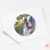 Boston Terrier Hond Steken Hoofd Uit Auto Raam Ronde Sticker (Envelop)