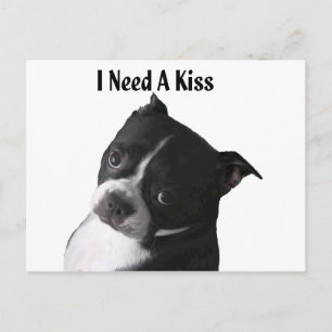 Boston Terrier:  Ik heb een kus nodig Briefkaart