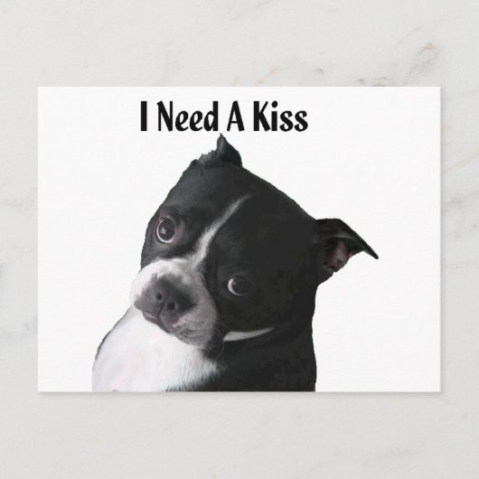 Boston Terrier: Ik heb een kus nodig Briefkaart (Voorkant)