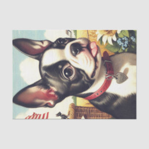 Boston Terrier Illustratie Tissuepapier