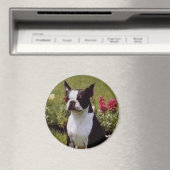 Boston Terrier in de Tuinmagneet Magneet (Insitu (Vaatwasser))