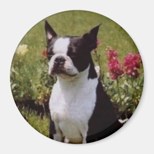 Boston Terrier in de Tuinmagneet Magneet (Voorkant)