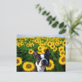 Boston Terrier in Sunflower briefkaart (Staand voorkant)
