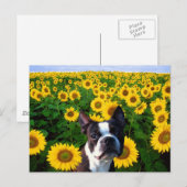 Boston Terrier in Sunflower briefkaart (Voorkant / Achterkant)