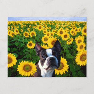 Boston Terrier in Sunflower briefkaart