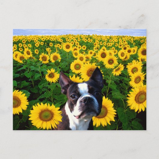 Boston Terrier in Sunflower briefkaart (Voorkant)