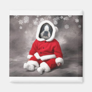 BOSTON TERRIER IN XMAS OUTFIT MAGNEET