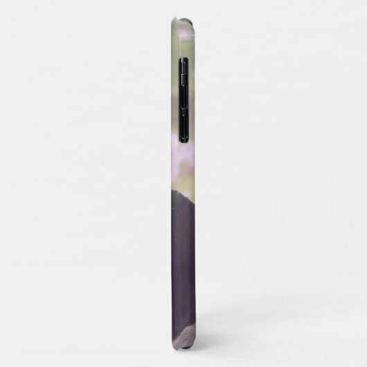 Boston Terrier iphone 11 hoesje (Achterkant/links)