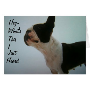 BOSTON TERRIER IS VERZONDEN