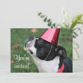 Boston Terrier Kaart (Staand voorkant)