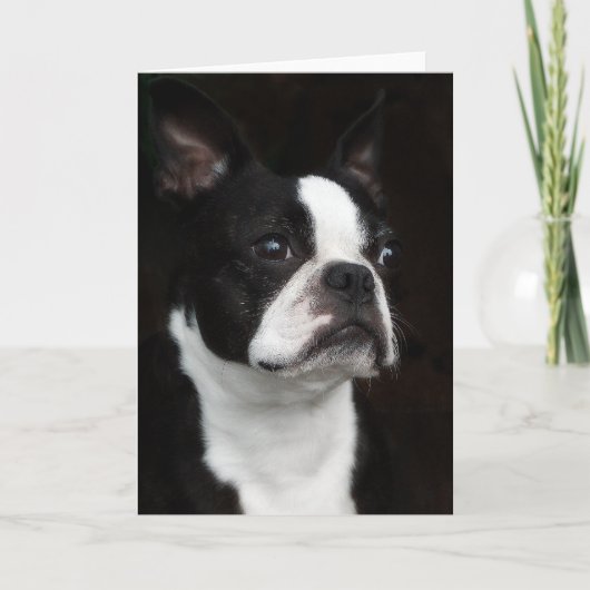 Boston Terrier Kaart (Voorkant)