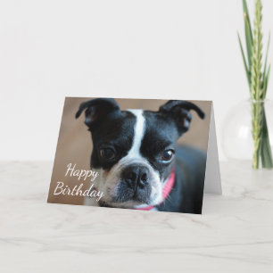 Boston Terrier Kaart