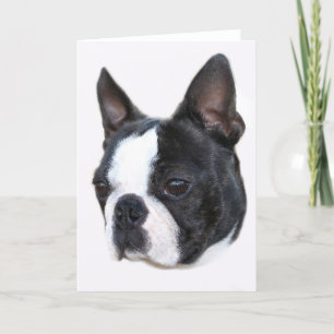 Boston Terrier Kaart