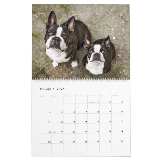 Boston Terrier Kalender (Jan 2026)