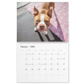 Boston Terrier Kalender (Feb 2026)