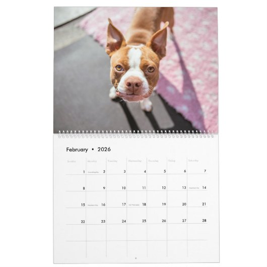 Boston Terrier Kalender (Feb 2026)