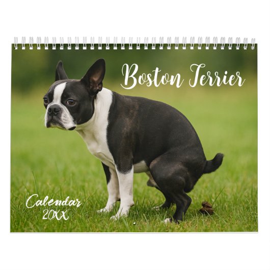 Boston Terrier kalender 2026 (Hoes)