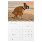 Boston Terrier kalender 2026 (Jan 2027)