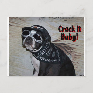 Boston Terrier:  Krek het, Baby! Briefkaart