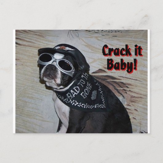 Boston Terrier:  Krek het, Baby! Briefkaart (Voorkant)