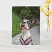 Boston Terrier Liefde Kaart (Gele Bloem)