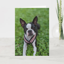 Boston Terrier Liefde Kaart