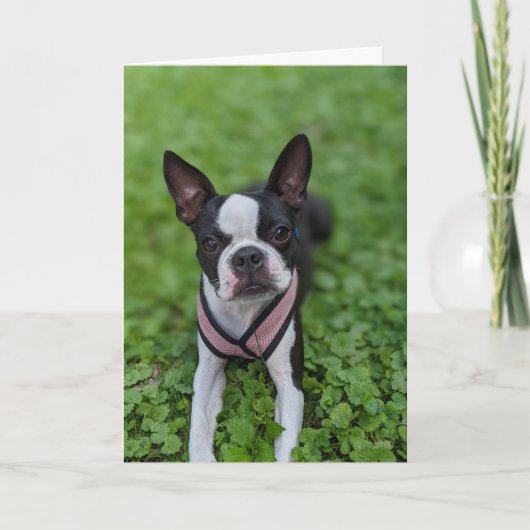 Boston Terrier Liefde Kaart (Voorkant)
