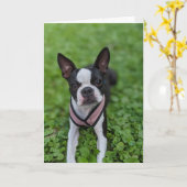 Boston Terrier Liefde Kaart (Gele Bloem)