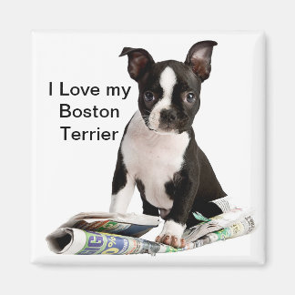 BOSTON TERRIER MAGNEET