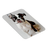 Boston Terrier Magneet (Rechterzijde)