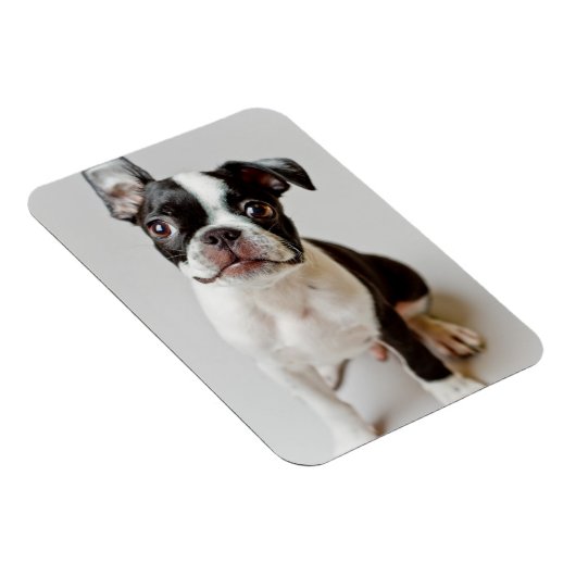 Boston Terrier Magneet (Rechterzijde)