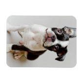 Boston Terrier Magneet (Horizontaal)