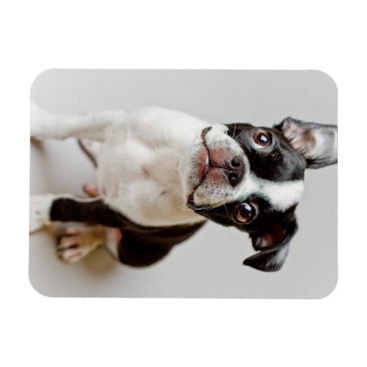 Boston Terrier Magneet (Horizontaal)