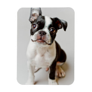 Boston Terrier Magneet