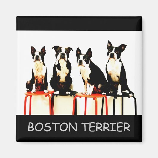BOSTON TERRIER MAGNEET (Voorkant)