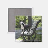 Boston Terrier Magneet (Voorkant / Achterkant)